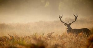 رازهای شکار که هر علاقه‌مند به طبیعت باید بداند